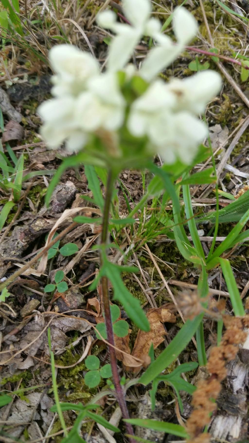 Prunella laciniata (Lamiaceae)